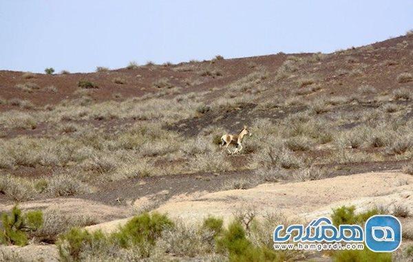 هشتمین جشنواره گردشگری سفر به توران شاهرود برگزار می گردد